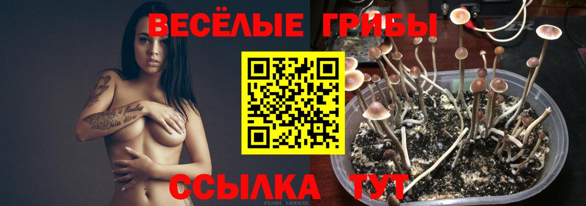 Киров  Галлюциногенные грибы Magic Shrooms  Вход с VPN 